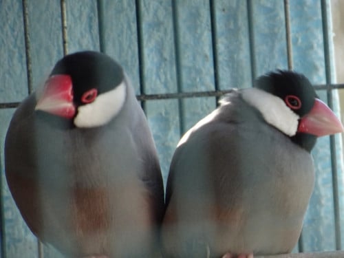 Te koop jonge rijstvogels nog niet op kleur.    OOK POP RIJSTVOGEL MOKKA !!