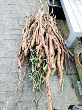 GRATIS bundel haardhout