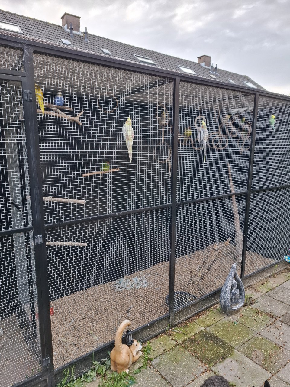 Volière plus vogels