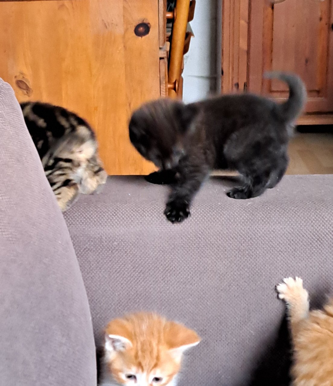Kittens