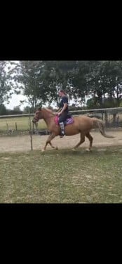 Lieve recreatieve D pony.