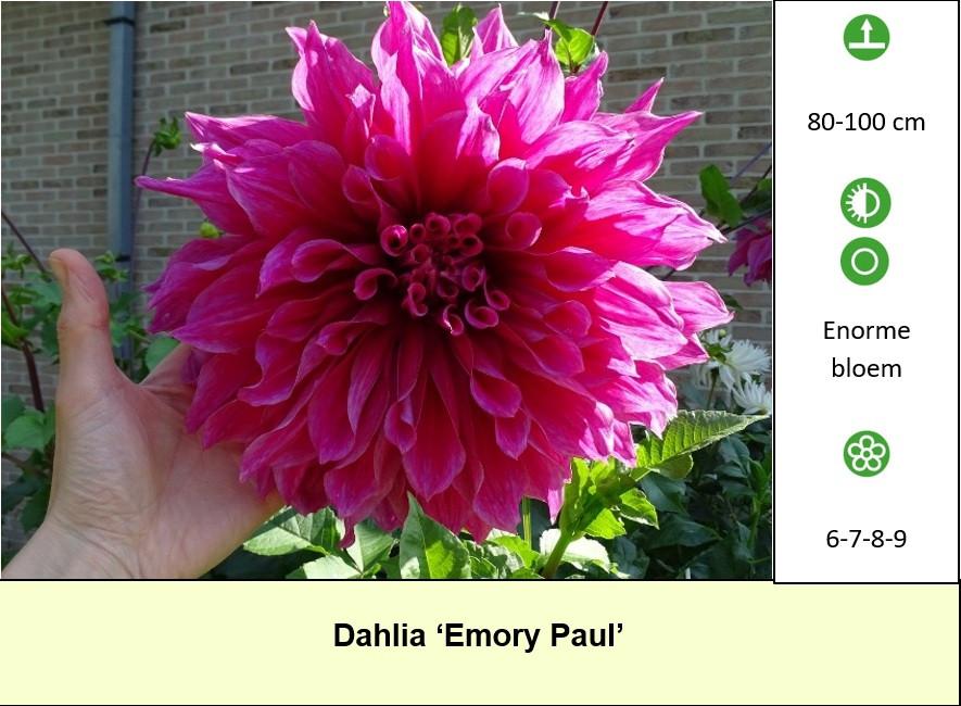 Mooie Dahlia's in pot aangeboden, diverse soorten dus voor elk wat wils !