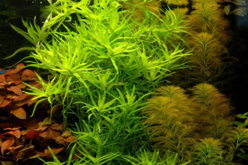 Aquariumplanten