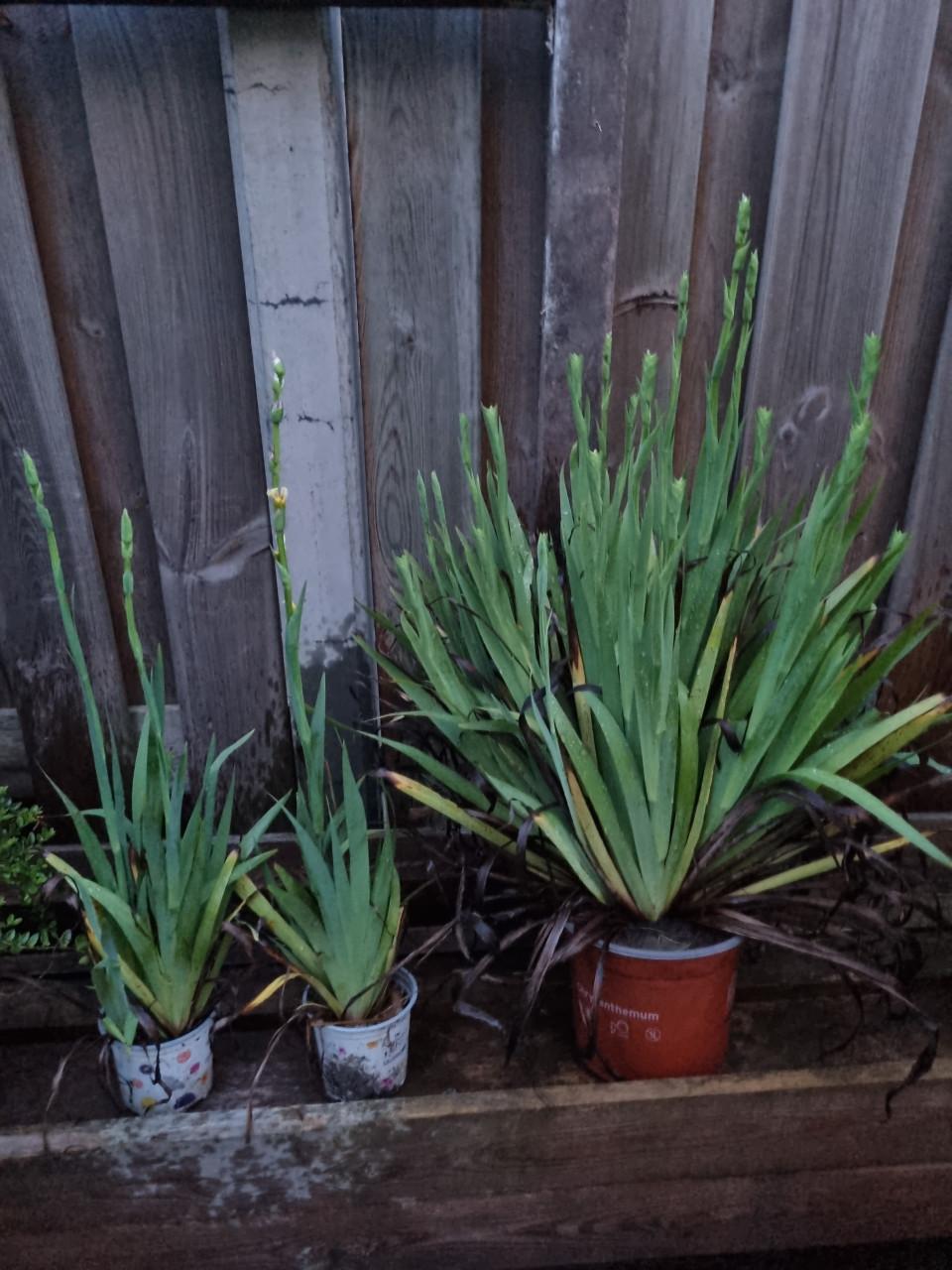 Bieslelie (lichtgele bloemetjes)