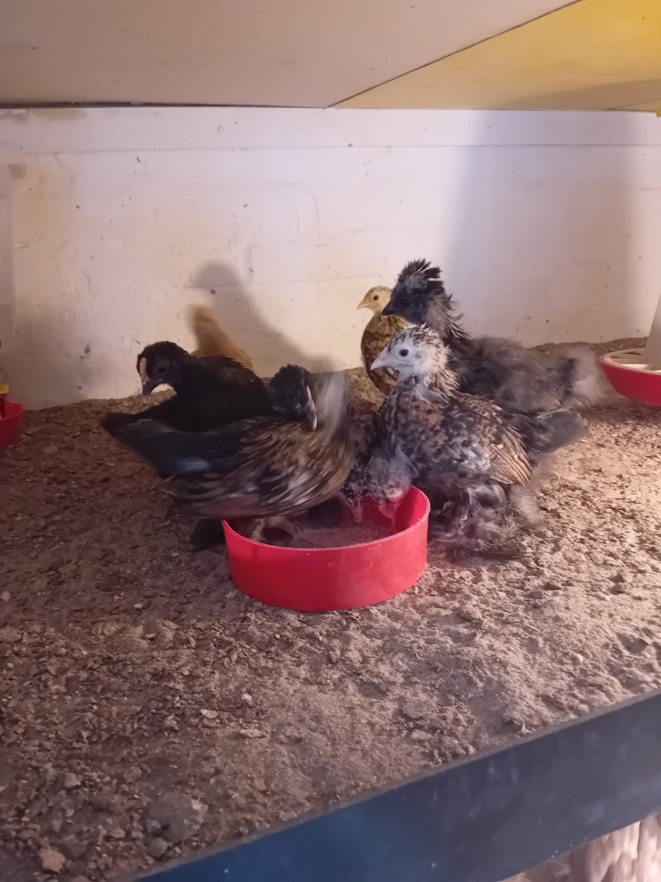 Jonge sabelpootkriel hennetjes