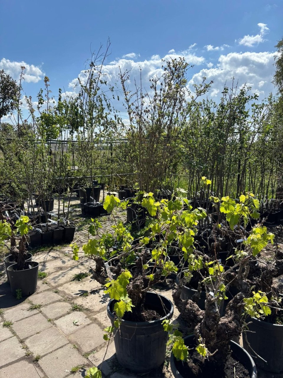 PLANTENKWEKERIJ ‘t GROENE LAND- Moederdagcadeaus