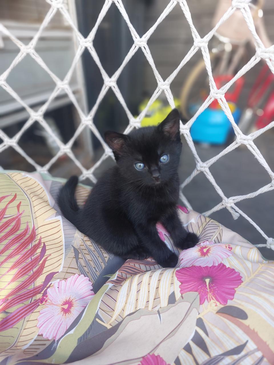 2 zwarte kittens m/v