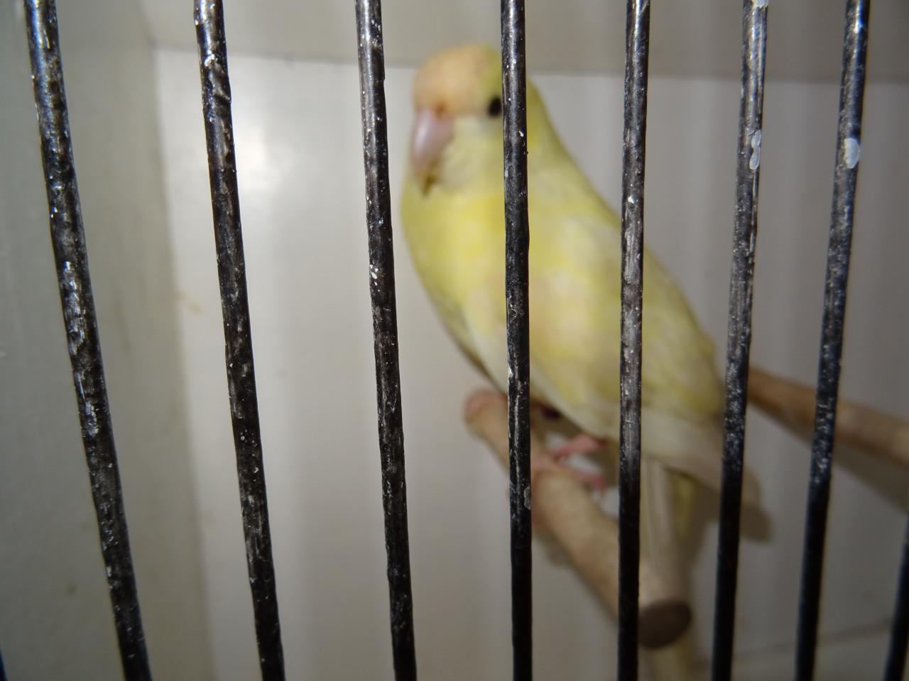 Te koop kakariki man broedrijp  vanillekleur geen wit !