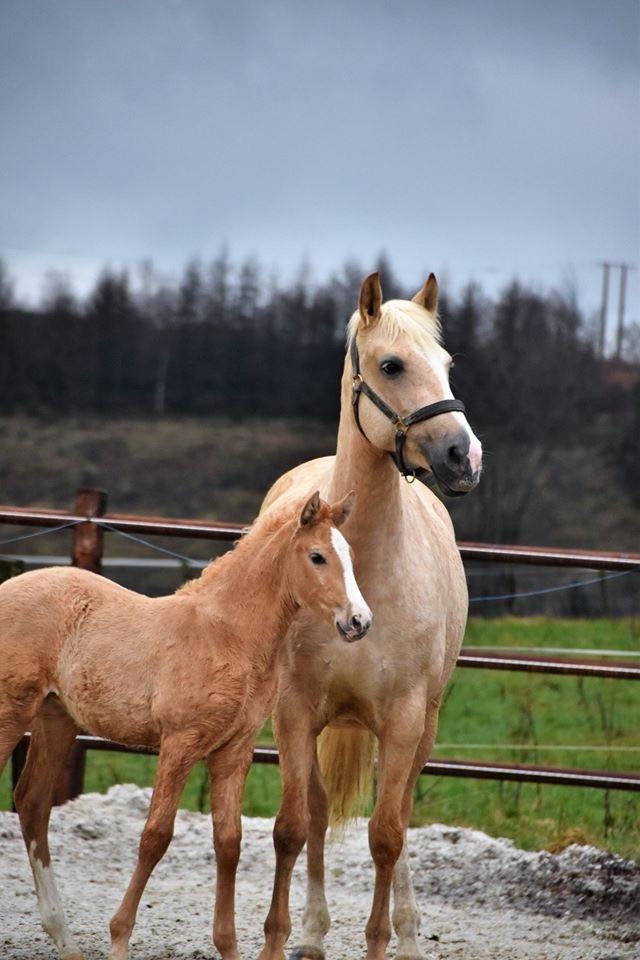 5-jarige Palomino PRE merrie