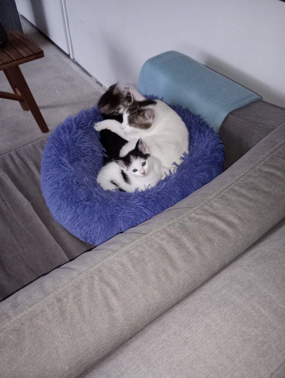 Kittens
