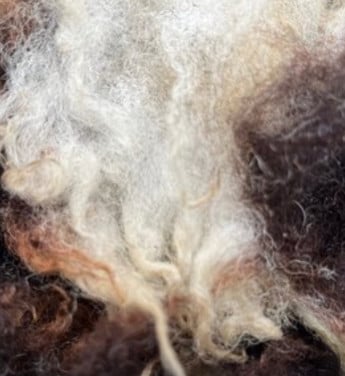 Wol schapen schaap wol wit zwart of bont diverse rassen