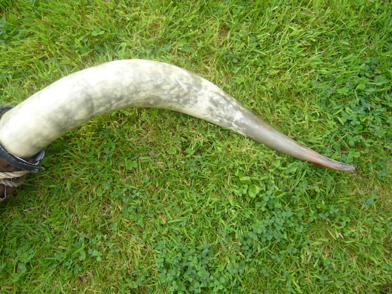 Koeienhoorn , bullshoorn
