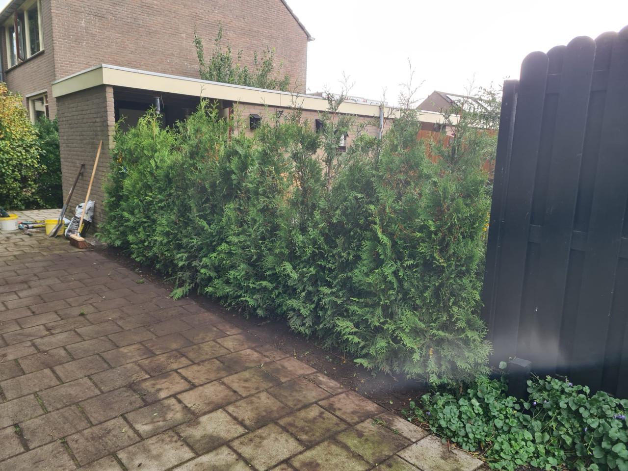 Thuja Brabant haagconiferen tot 3m weer leverbaar