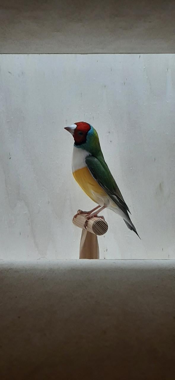 Gouldamadines te koop