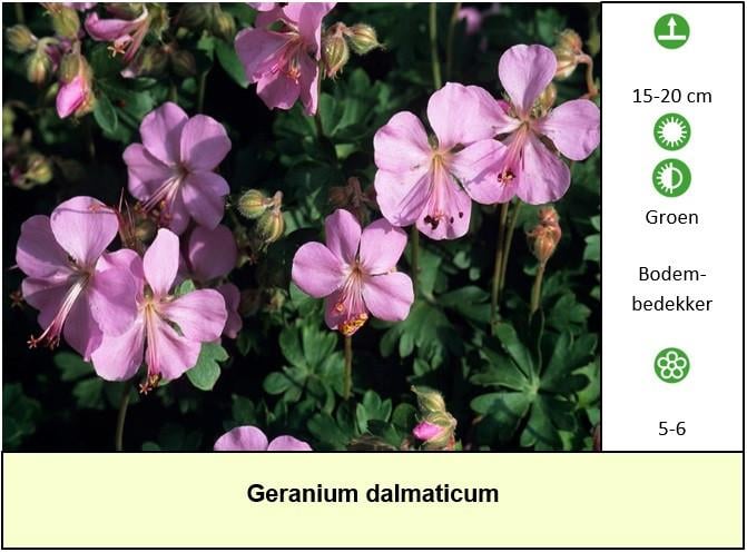 Een border inplanten met mooie en betaalbare bijen,- en vlinderplanten ?