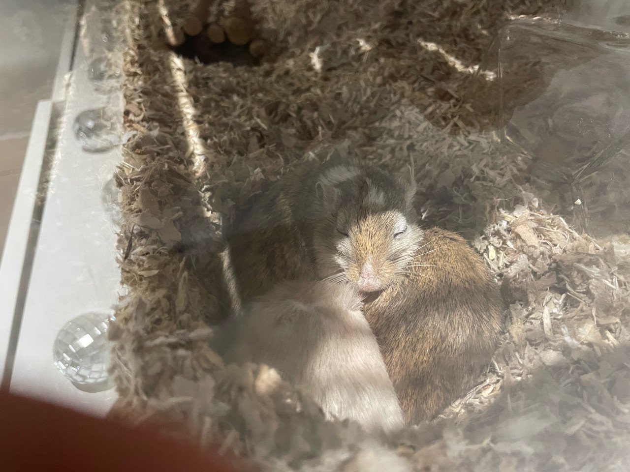 Gerbils (woestijnratjes)