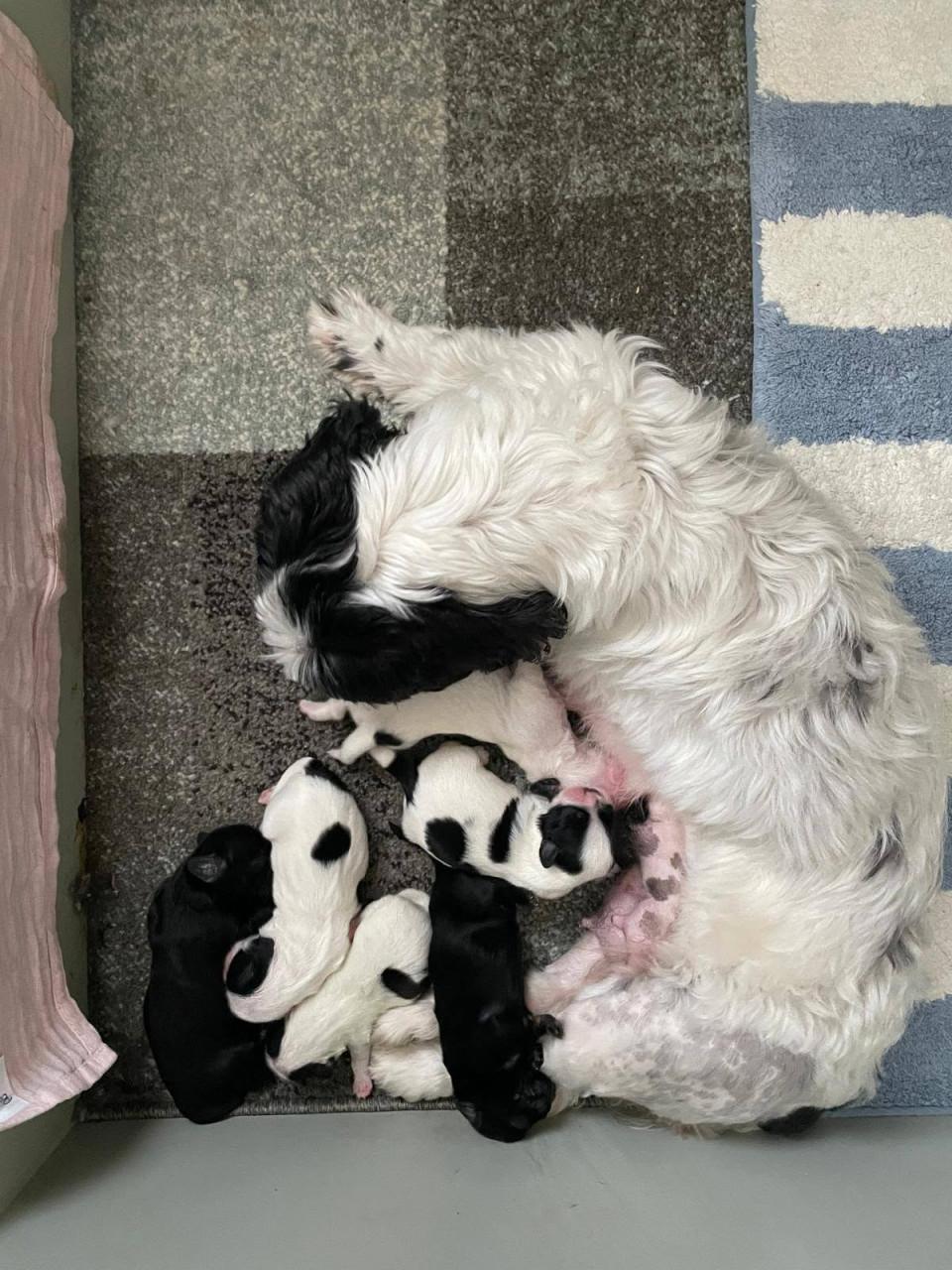 Shih tzu pup