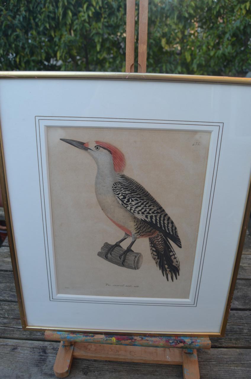 Gravure 19e eeuws van een specht, wel mooi eigenlijk