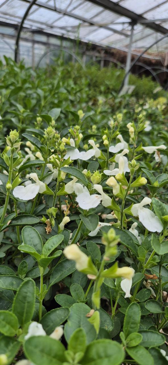 Tuinplanten bio gekweekt
