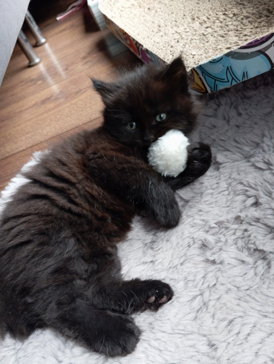 Kitten mannetje langhaar
