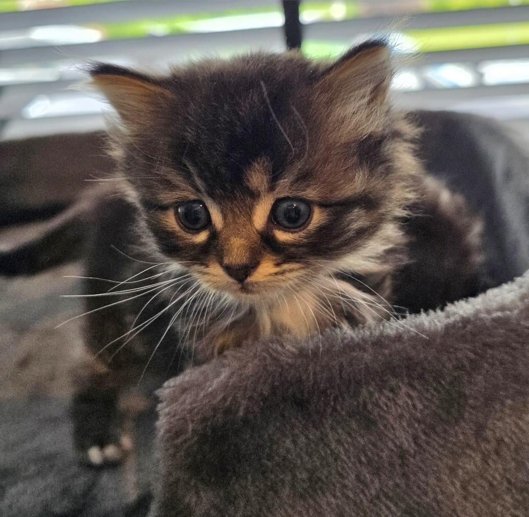 Nog 2 mooie kittens beschikbaar!