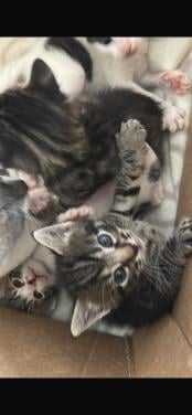 Mooie kittens 🐈‍⬛ 🐾