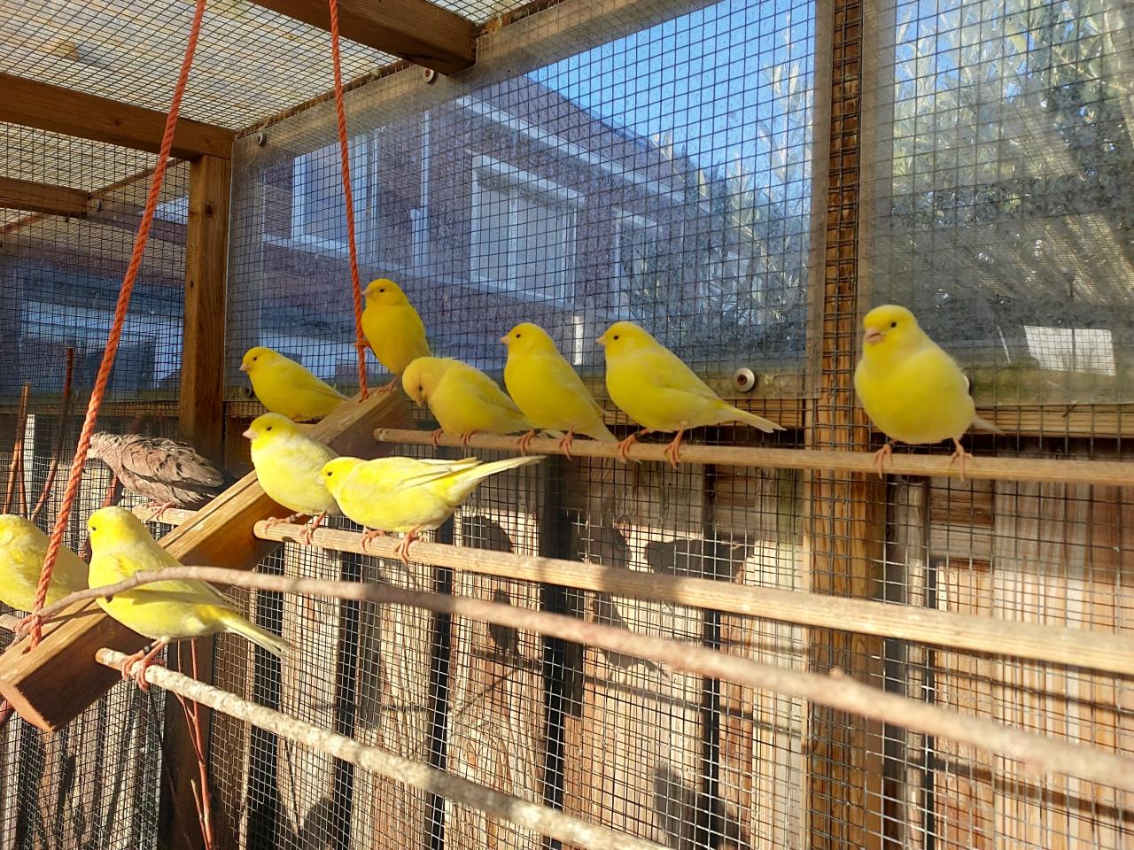 Gele kanaries uit buitenvoliere