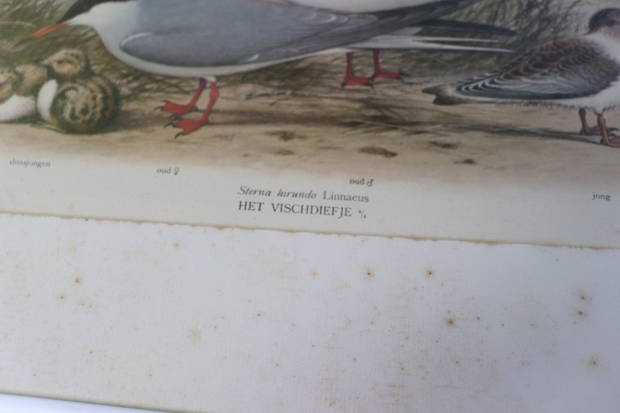 ZEER OUDE VOGELPLATEN