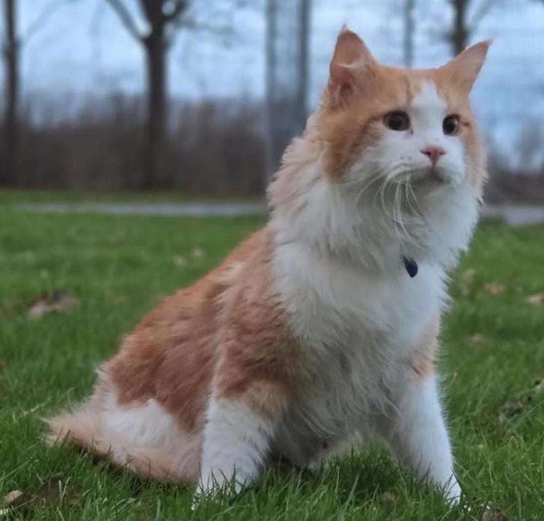Maine Coon dekkater met stamboom Polydactyl