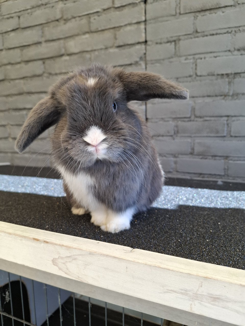Lief klein minilop konijn rammetje