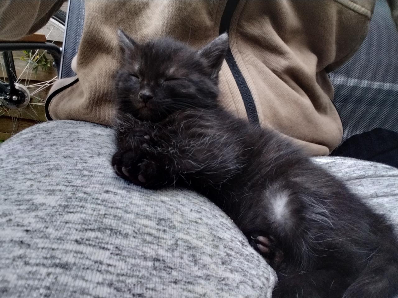 Kitten mannetje