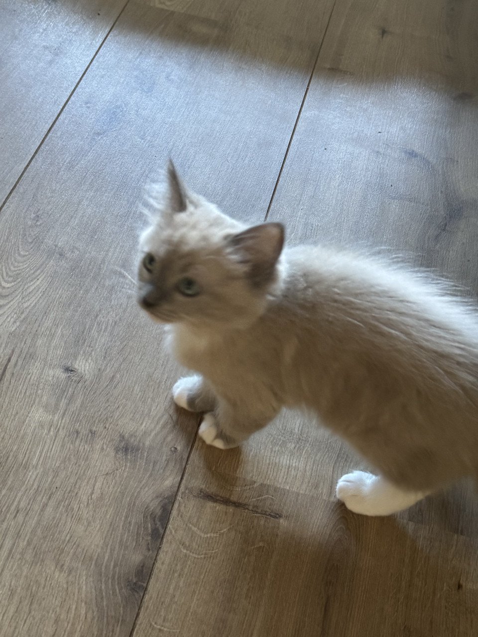 Ragdoll kittens