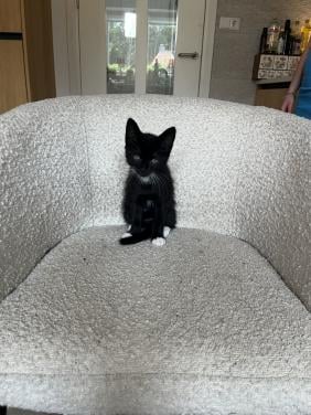 Kittens
