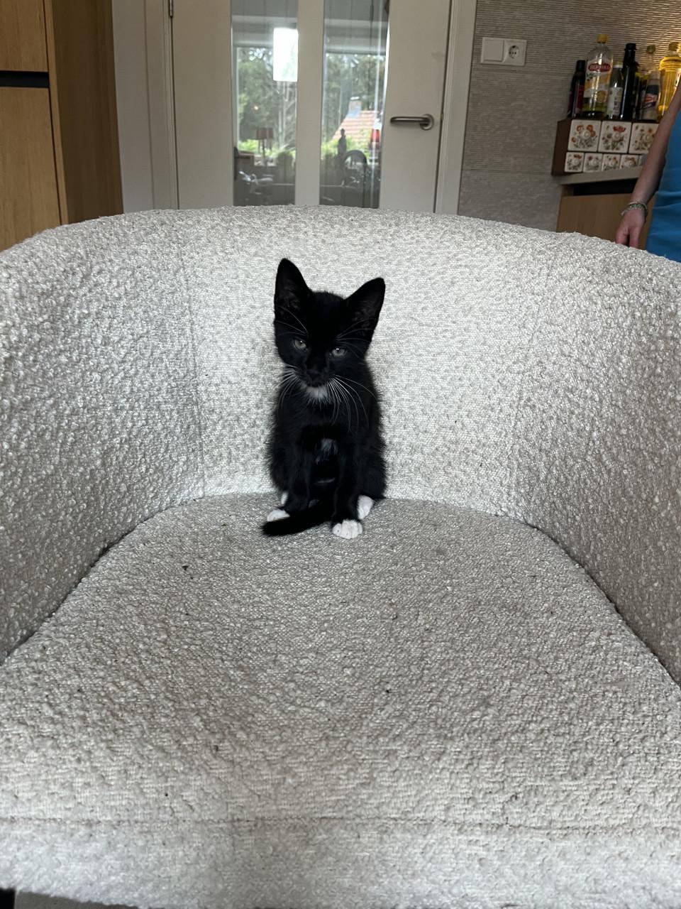 Kittens