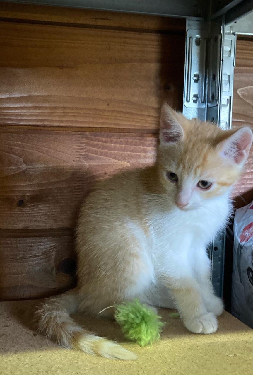 Kittens