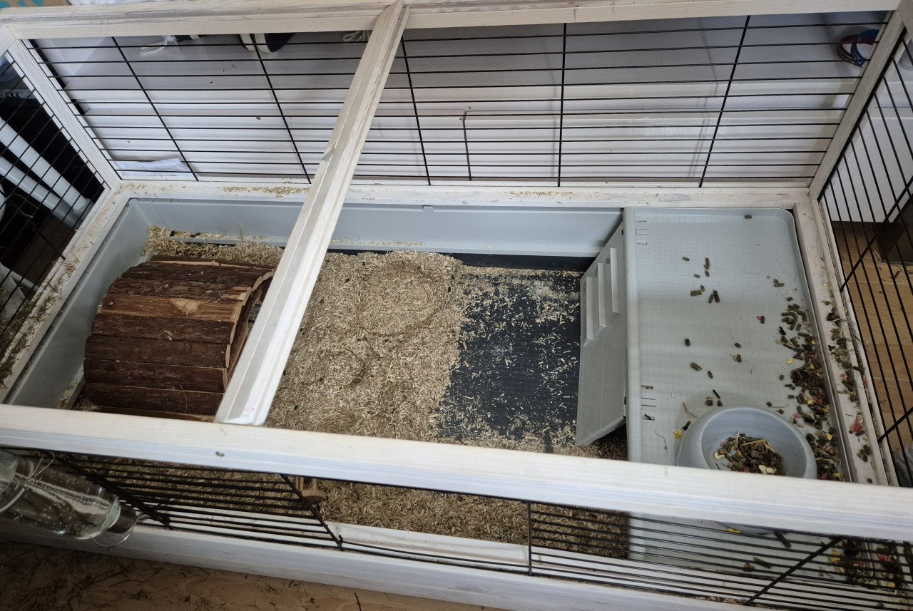 2 cavia's vrouwtjes + kooi