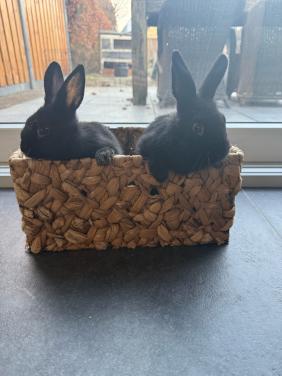 2 jonge vrouwtjes, konijnen