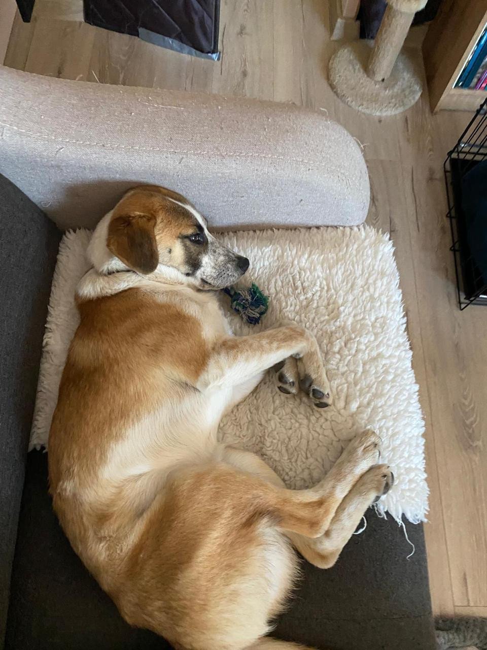 Hond zoekt baasje