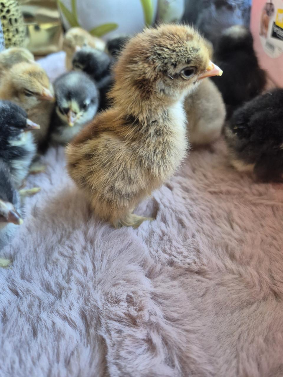 Cochin kuikens kans op krul