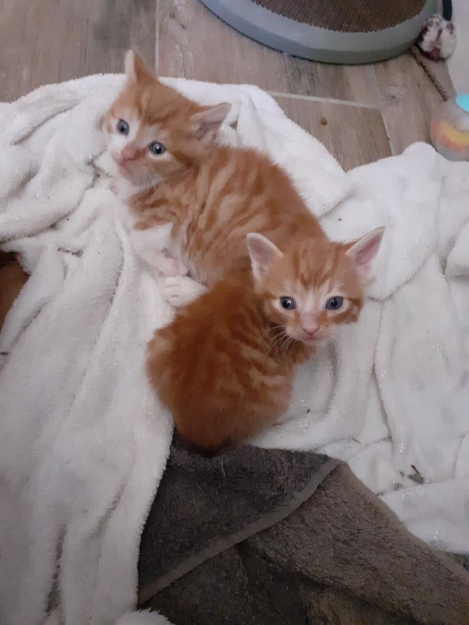 Kittens