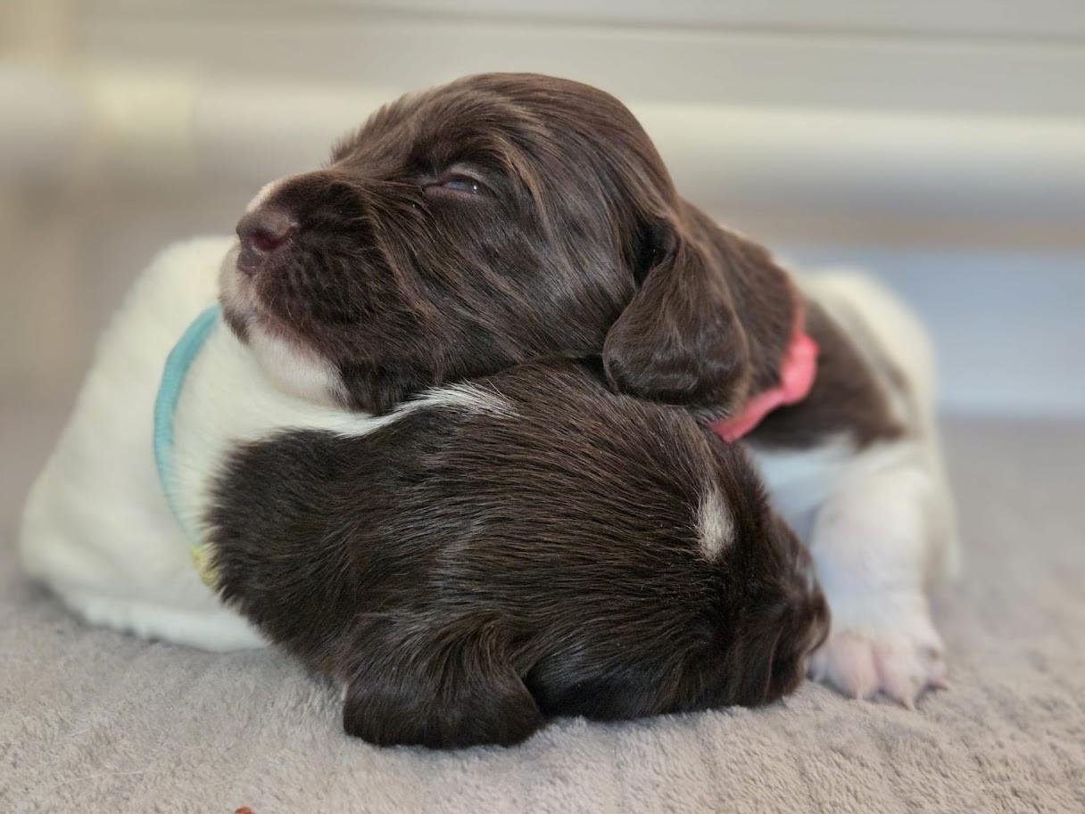 Heidewachtel teefjes