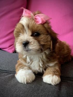 ShihTzu/ Maltezer pups