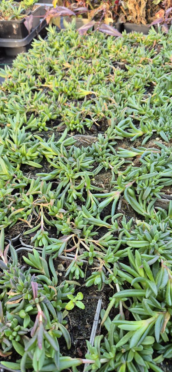 Vaste planten verantwoord gekweekt