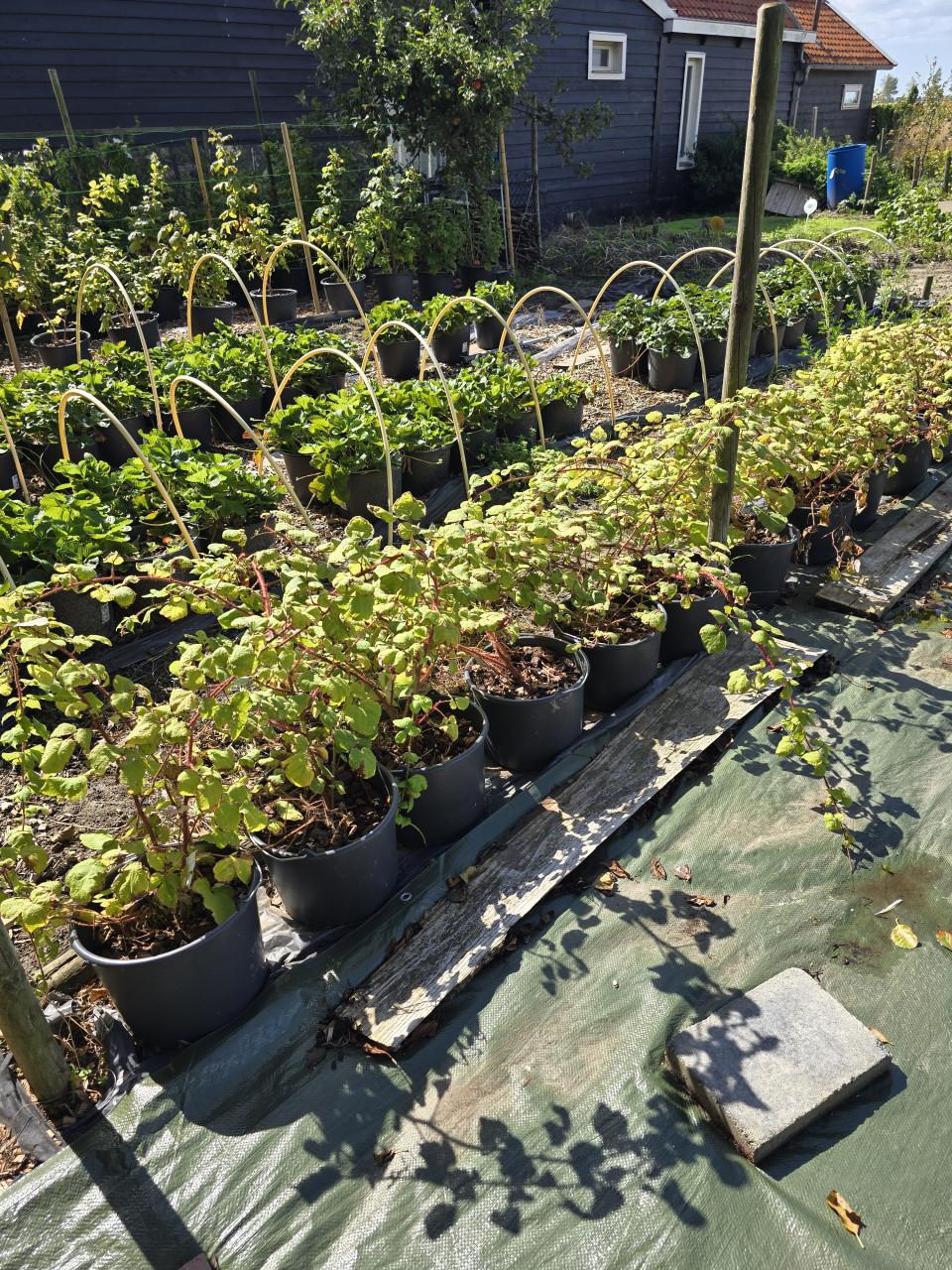 Moestuin  fruitplanten