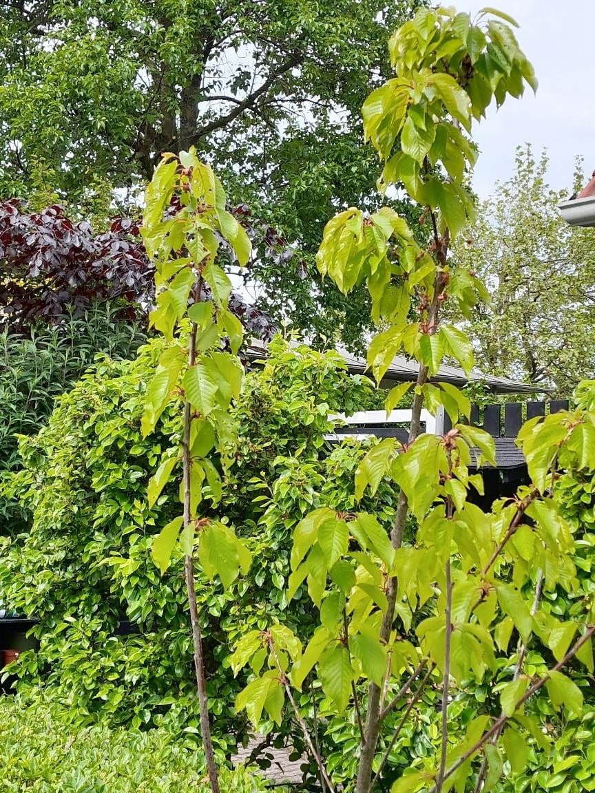 Kersenboom in pot