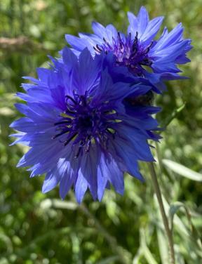 Zaden Korenbloem - Centaurea Cyanus