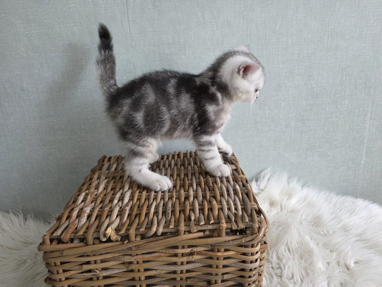 Brits korthaar kittens silver tabby (Whiskas)