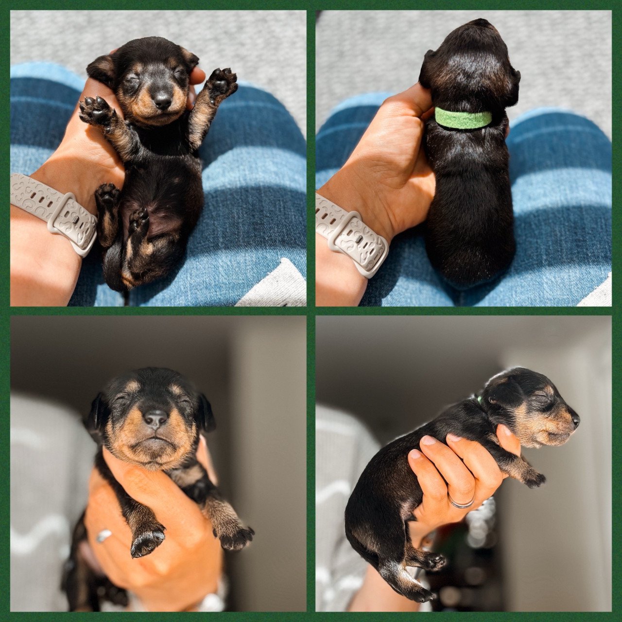 De liefste ruwharige teckel pups❤️
