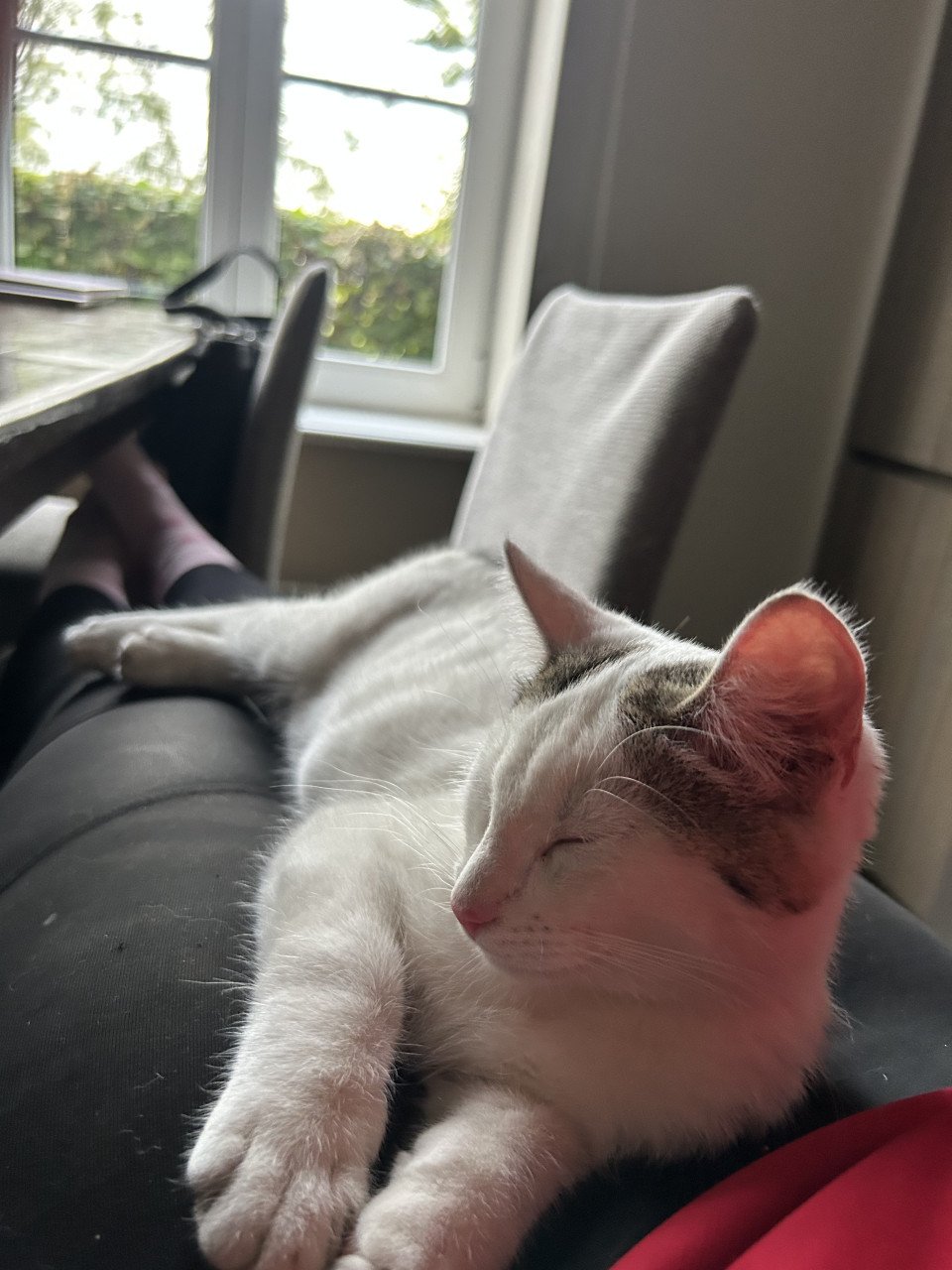 Kitten, kat