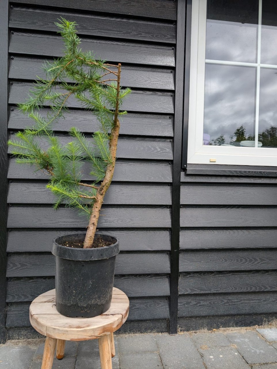 Japanse larix naaldboom